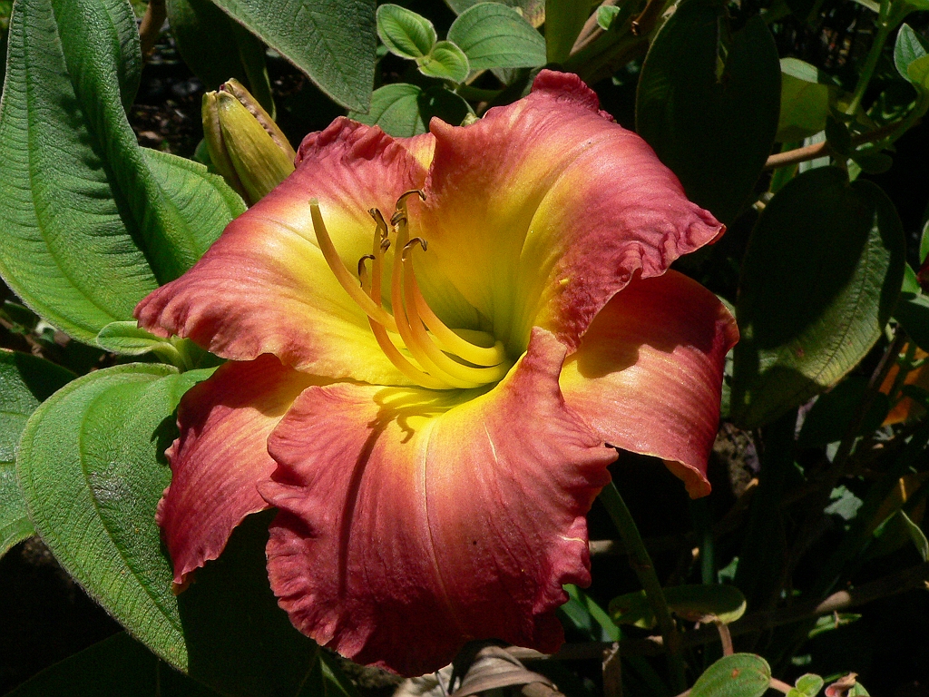 019 Lake Barrine.jpg